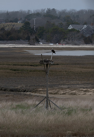 Osprey nest.