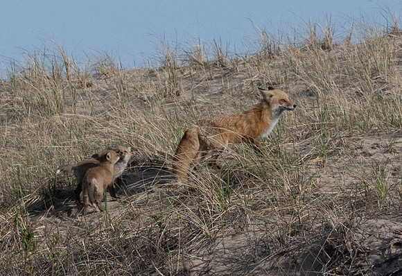Cape Cod foxes 2