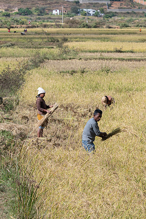 Rice harvesting