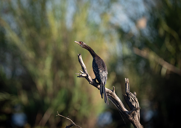 Reed cormorant