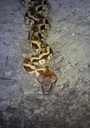 Boa snake in cave