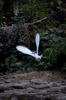 Miyajima heron 1