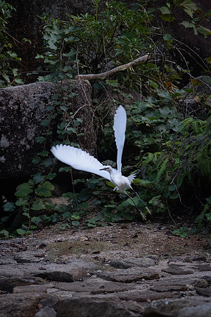 Miyajima heron 1