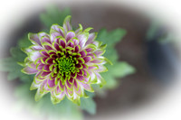 Hiroshima flower