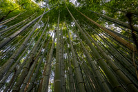 Kyoto bamboo forest convergence