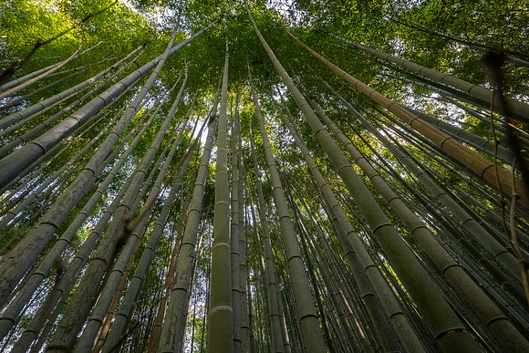Kyoto bamboo forest convergence
