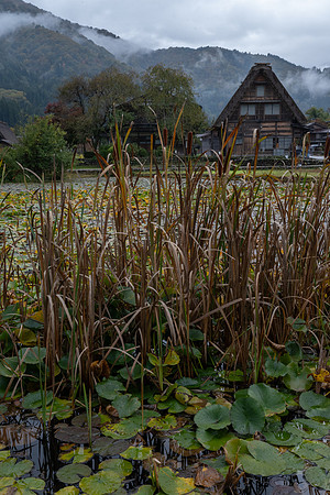 Shirakawago reeds