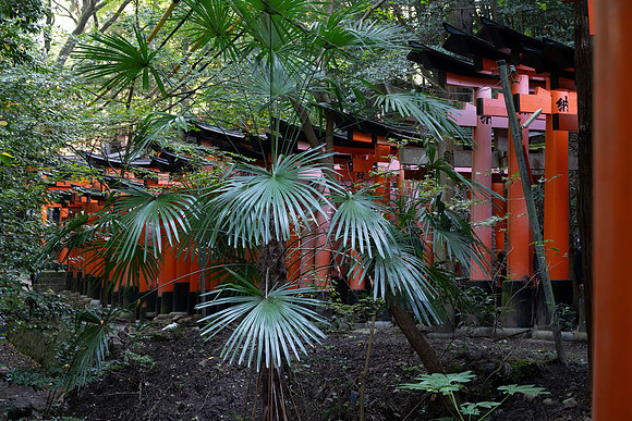 Kyoto Fushimi Inari torii gates 2