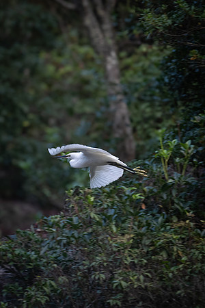 Miyajima heron 2