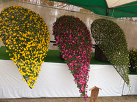 Matsumoto chrysanthemums