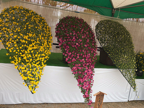 Matsumoto chrysanthemums
