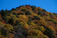 Takayama trees hill