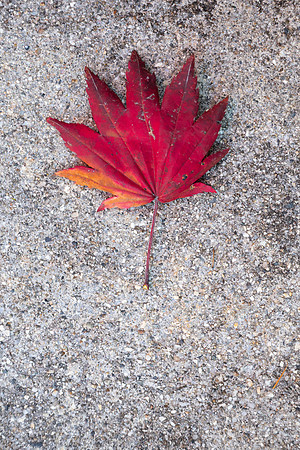 Tsumago ryokan red leaf