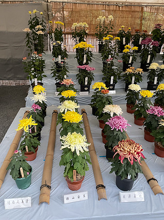 Kanazawa chrysanthemum festival