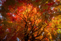 Tsumago ryokan acer flame tree