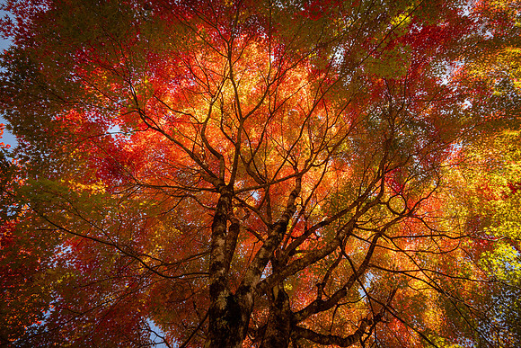 Tsumago ryokan acer flame tree