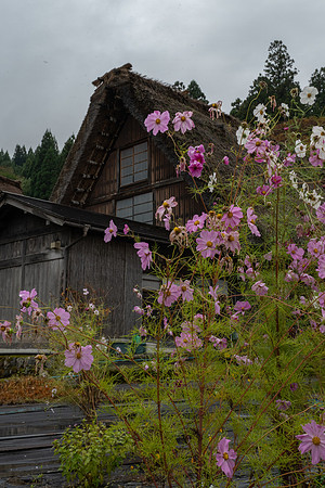 Shirakawago flowers.NEF
