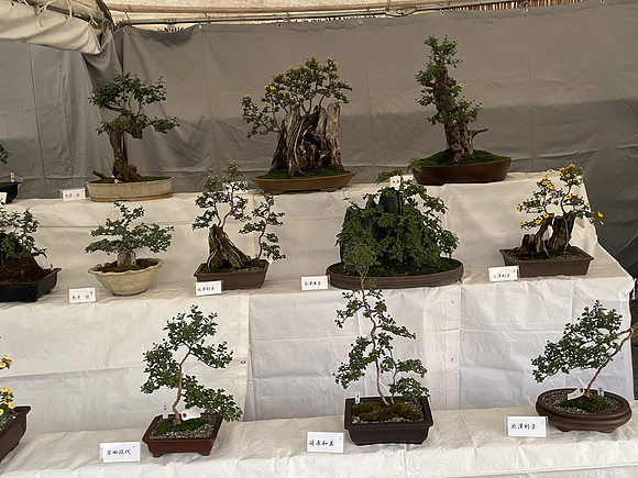 Kanazawa bonsai