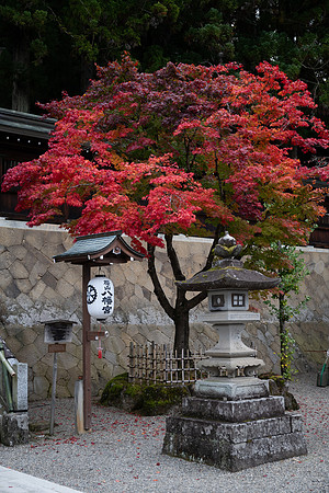 Takayama red tree and stone lantern