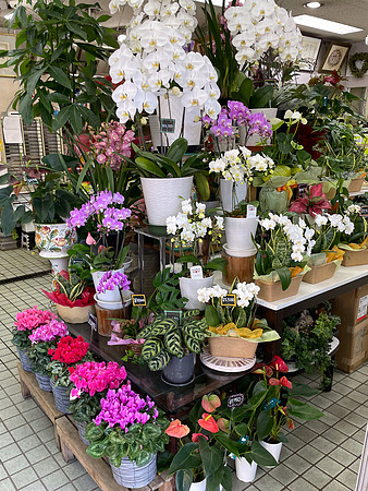Tsumago orchids