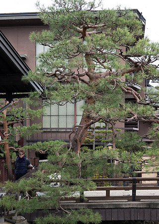 Takayama Jenni pine