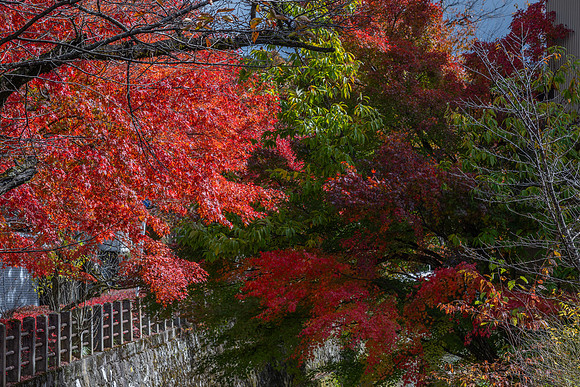 Takayama red trees
