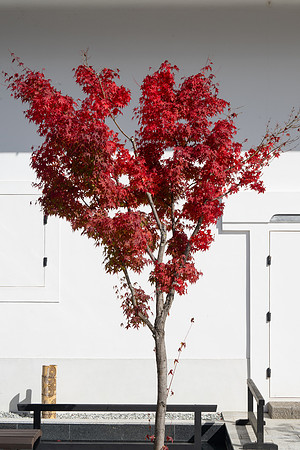 Takayama red tree 2