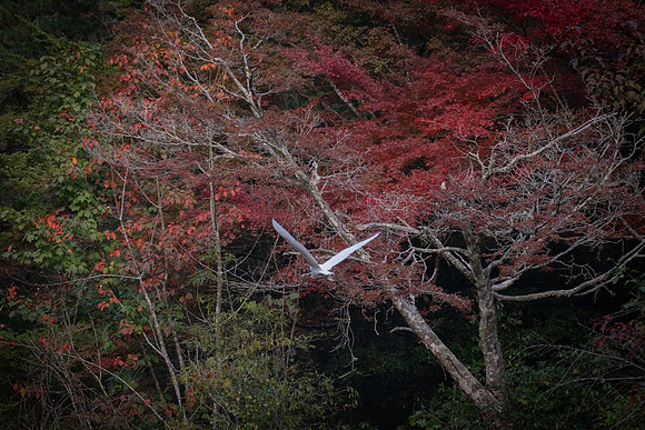 Miyajima heron 3