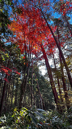 Tsumago ryokan orange tree