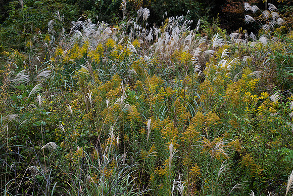 Tsumago grasses