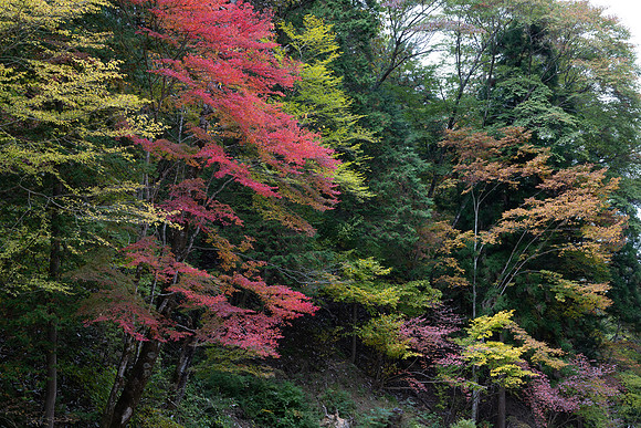 Tsumago pink tree