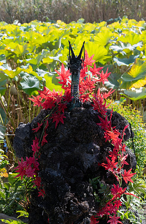 Tokyo Dragon lotus pond