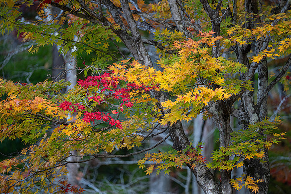 Takayama Hida no sato red leaves