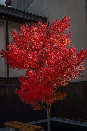 Takayama red tree 1
