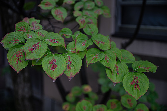 Kanazawa green leaves