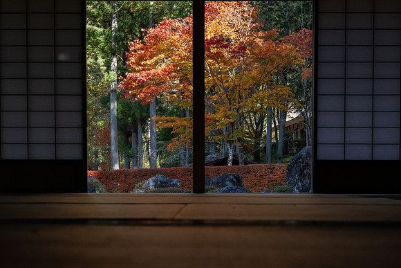 Takayama Hida no sato trees through screen