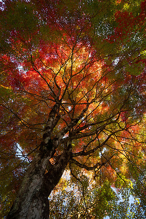 Tsumago ryokan acer flame tree 2