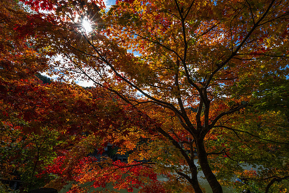 Takayama Hida no sato sunburst trees