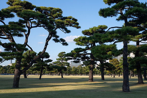 Tokyo Imperial palace park