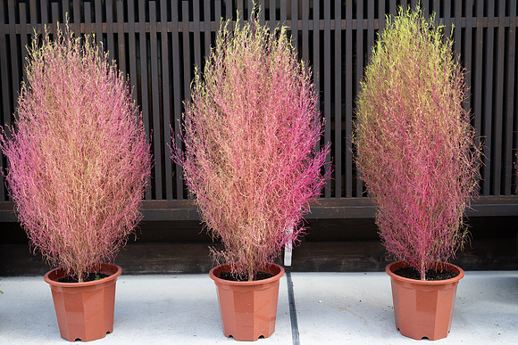 Takayama pink plants