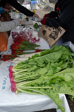 Takayama radishes