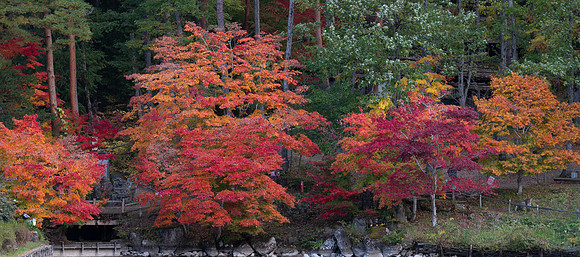 Takayama Hida no sato trees 1