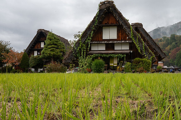 Shirakawago houses and paddy field