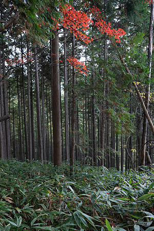 Tsumago ryokan trees orange leaves