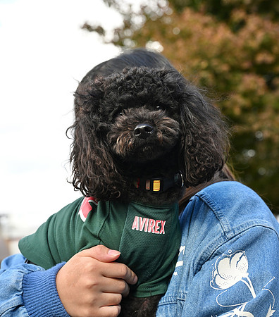 Takayama dog face