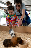 Felix Guinea pig 2