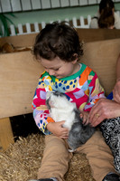 Felix Guinea pig 3