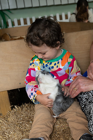 Felix Guinea pig 3