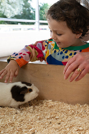 Felix Guinea pig 1