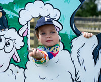 Felix Aldenham sheep
